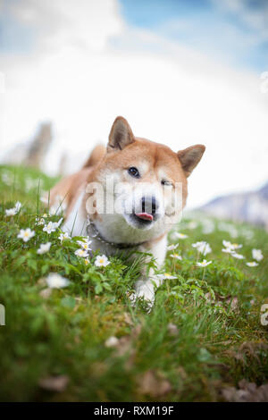 Shiba inu nei fiori con la lounge fuori. Il cane si inicola e mostra lingua. Cane divertente nella natura Foto Stock