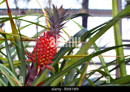 Close up di un rosso ananas frutta di un Ananas Bracteatus bromeliad impianto Foto Stock