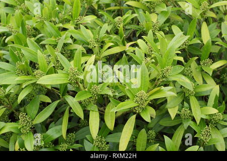 Skimmia x confusa "Kew verde'. Bianco verdastro grappoli di fiori di Skimmia Kew verde in inverno - Febbraio, REGNO UNITO Foto Stock