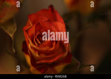 Red rose fiorite Foto Stock