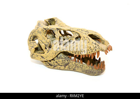 Un falso il cranio di un animale preistorico, il tirannosauro Rex. Giocattolo, ma realistico. Isolato su sfondo bianco. Foto Stock