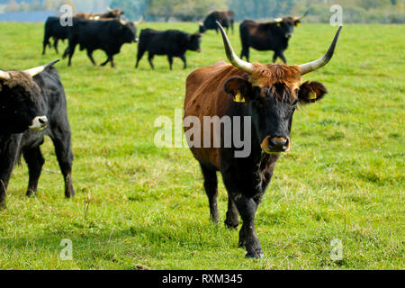 La vecchia razza di bovini allevati nella Repubblica Ceca. Foto Stock