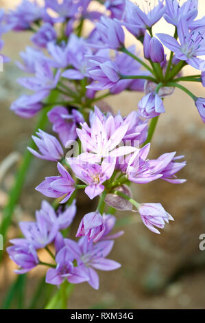 Allium unifolium, uno-foglia di cipolla o aglio americano Foto Stock