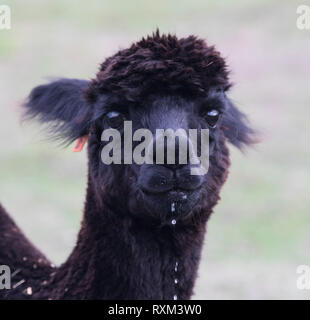 Nero llama ,Lama glama, ritratto guardando la telecamera. Naso selettiva di messa a fuoco Foto Stock