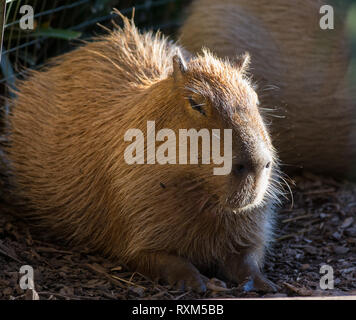 Il gigante capibara marrone, Hydrochoerus hydrochaeris, distesi sulla sabbia al sole Foto Stock