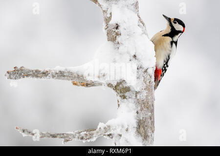 Picchio rosso maggiore in una coperta di neve albero, Oulanka, Kuusamo, Finlandia Foto Stock