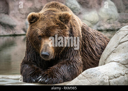 La Kamchatka orso bruno Ursus arctos beringianus . Brown pelliccia, pericolo e aggressiva animale.