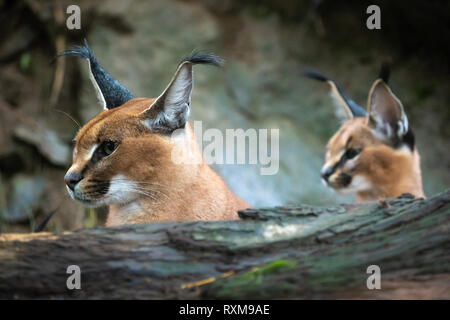Ritratto di una donna e Caracal caracal giovani in background Foto Stock