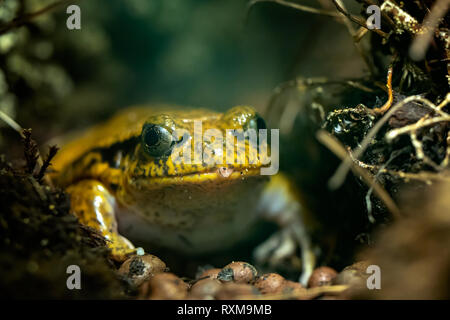 Ritratto di grande rana tropicale, Dyscophus guineti Foto Stock