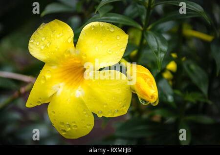 Gocce d'acqua sul fiore giallo e bud con sfondo verde. Foto Stock