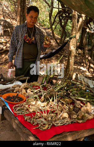 Cambogia, Phnom Penh, Oudong, uomo vendere le radici e le piante medicinali per i visitatori Foto Stock