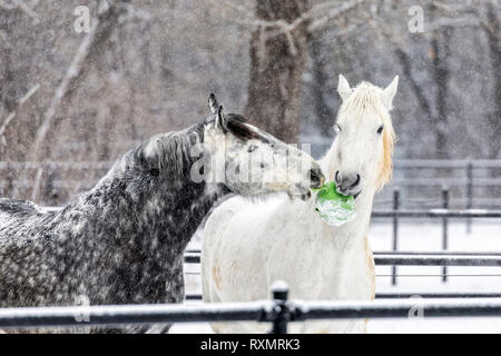 Giocoso Percheron cavalli in inverno, pesante McFeeters centro ippico, Winnipeg, Manitoba, Canada. Foto Stock
