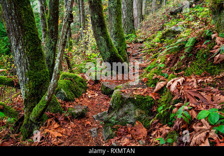 Autunno a John Dean Provincial Park, North Saanich, Isola di Vancouver, BC Canada Foto Stock