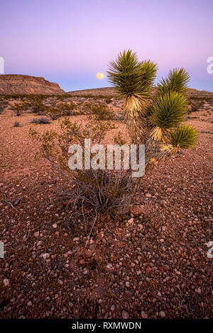 Full Moon Rising nel deserto, Red Rock National Conservation Area, Nevada, STATI UNITI D'AMERICA Foto Stock