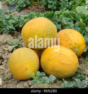 Meloni, colto dal giardino, laici insieme sul terreno. Il melone maturo nuovo raccolto. Foto Stock