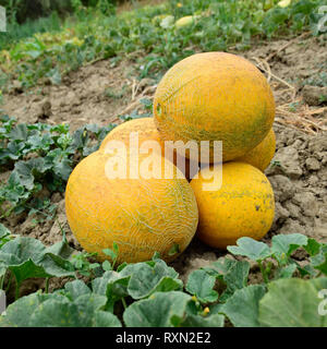 Meloni, colto dal giardino, laici insieme sul terreno. Il melone maturo nuovo raccolto. Foto Stock