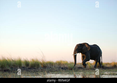 Un elefante solitario a piedi nel pomeriggio di luce lungo il fiume Chobe. Foto Stock