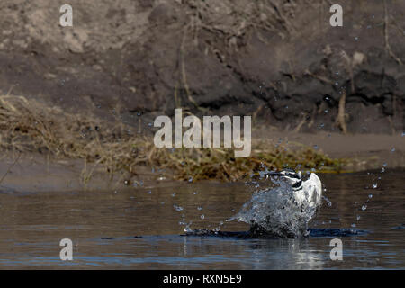 Un Pied Kingfisher caccia sul fiume Chobe, Botswana. Foto Stock