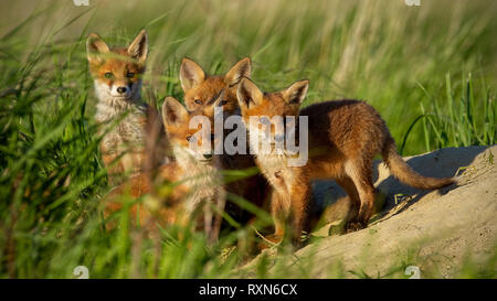 Red Fox piccoli cuccioli di giovani vicino a den curiosamente fissando alla fotocamera Foto Stock