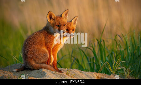 Red Fox poco cubs vicino a den seduto vicino insieme. Foto Stock