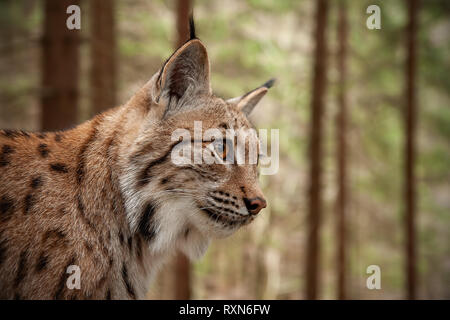 Dettagliato di close-up di adulto lince euroasiatica nella foresta. Foto Stock