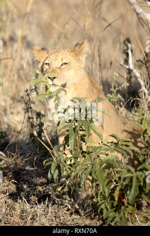 Lion cub di Chobe National Park. Foto Stock