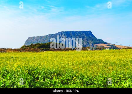 La Canola Field a Seongsan Ilchulbong, Jeju Island, Corea del Sud Foto Stock