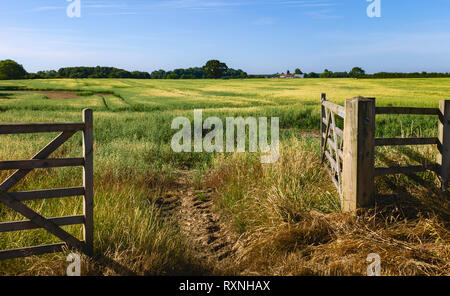 Open farm Gate leading nel paesaggio agricolo con avena maturazione del raccolto in estate a Beverley, Yorkshire, Regno Unito. Foto Stock