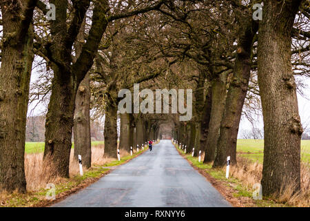 Oak Avenue a Meclemburgo-Pomerania occidentale, Germania Foto Stock