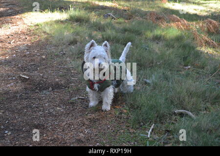 West Highland White Terrier godendo una giornata sul campo con il suo camuffamento di rivestire con la gamma della montagna di Gredos. La natura, gli animali, paesaggi. Dicembre 21, 2 Foto Stock