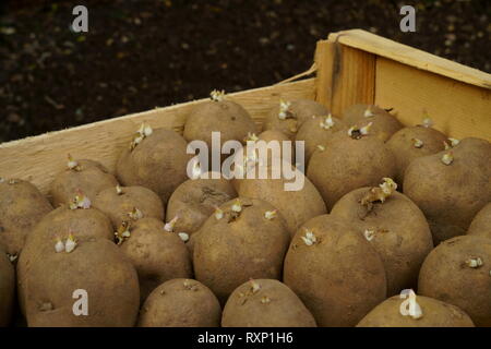 Charlotte tuberi seme di patate chitted pronti per la semina. Foto Stock