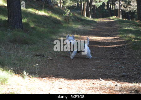 West Highland White Terrier godendo una giornata sul campo con il suo camuffamento di rivestire con la gamma della montagna di Gredos. La natura, gli animali, paesaggi. Dicembre 21, 2 Foto Stock