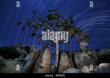 Un sentiero a stella su un albero in Damaraland, Namibia. Foto Stock