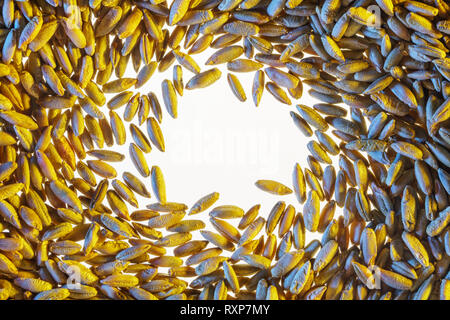 Bianco spazio libero è circondato da grano. Strato piatto con spazio per il testo. Vuoto sullo sfondo bianco. Sfondo bianco con grano Foto Stock