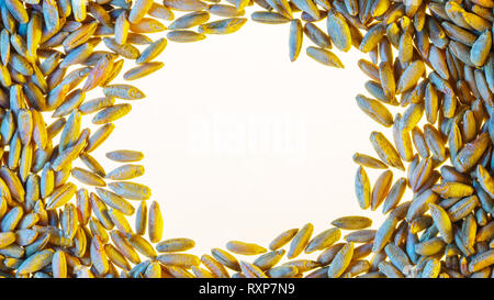 Bianco spazio libero è circondato da grano. Strato piatto con spazio per il testo. Vuoto sullo sfondo bianco. Sfondo bianco con grano Foto Stock