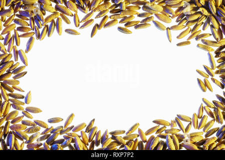 Bianco spazio libero è circondato da grano. Strato piatto con spazio per il testo. Vuoto sullo sfondo bianco. Sfondo bianco con grano Foto Stock