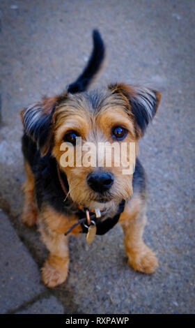 Ritratto di strada di carino piccolo terrier cane Foto Stock