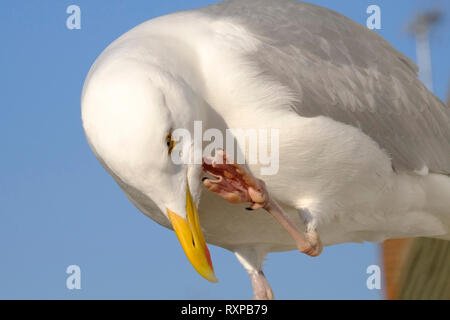 Adulto Aringa europea Gull preening con piede a gambo Foto Stock