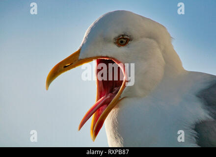Aringa europea Gull stridio con la bocca aperta e la vista della sua stretta lingua Foto Stock