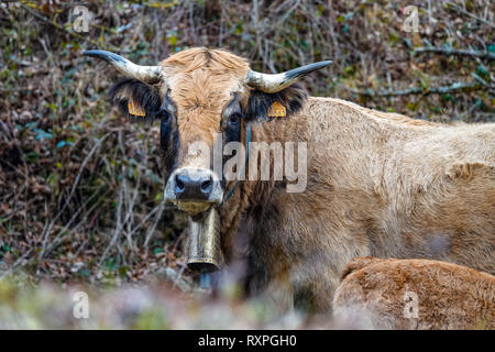 Aubrac vacca e vitello di svernamento nella valle, Tarascon sur Ariège, Ariège, Pirenei francesi, Pirenei, Francia, UE Foto Stock