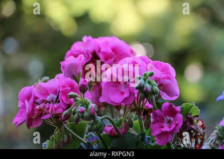 Gerani rosa, nelle petunie e blu lobelia fiori fioriscono in un giardino estivo Foto Stock