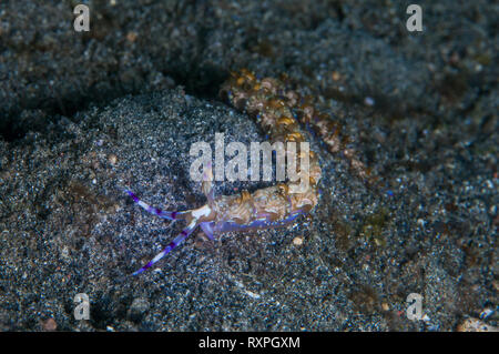 Blue Dragon nudibranch (Pteraeolidia ianthina) sul pavimento del mare. Stretto di Lembeh, Indonesia Foto Stock