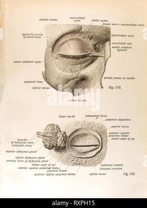 Anatomia della vista umana Foto Stock