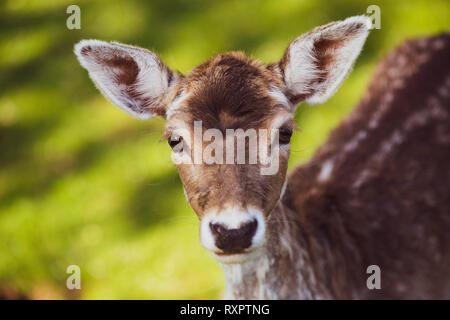 Faccia di cervo closeup Foto Stock