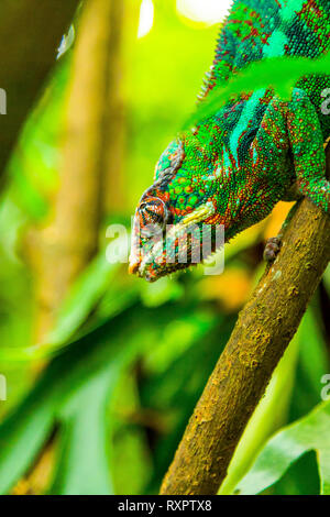 Multicolore cameleon esotici sul ramo nella foresta pluviale Foto Stock