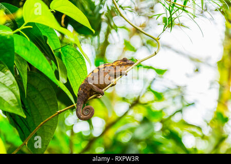 Multicolore cameleon esotici sul ramo nella foresta pluviale Foto Stock