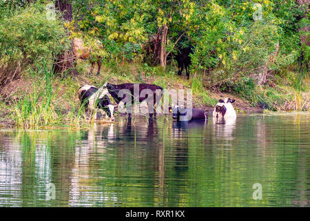 Vacche riposare in acqua in un giorno caldo Foto Stock