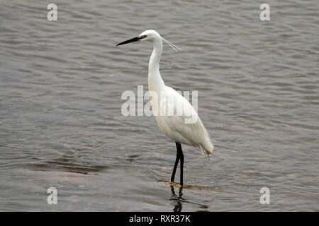 Immagine dettagliata di un airone bianco al confine del fiume Douro Foto Stock