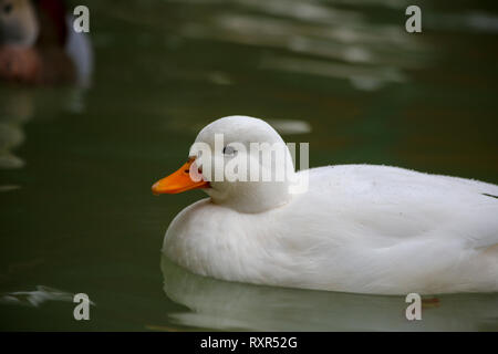 Bianco anatra carino Foto Stock