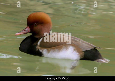 Brown intitolata Anatra Anatra molto bello e nome scientifico aythya feria Foto Stock